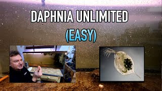 How I Raise Daphnia Water Fleas And You Can Too [upl. by Kired]