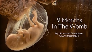 40 Weeks In The Womb by Ultrasound Dimensions [upl. by Bal]