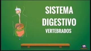 Sistema Digestivo Vertebrados [upl. by Sairu]