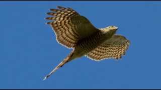 Sparrowhawk Bird Call Bird Song [upl. by Gilda]