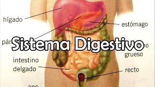 El Sistema Digestivo [upl. by Drareg]