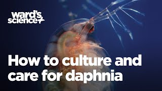 Caring and Culturing for Daphnia [upl. by Vod]