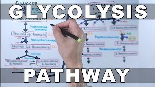 Glycolysis Pathway [upl. by Salkcin]