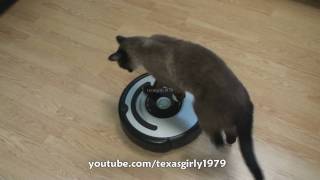 Cat shows HOW TO use iRobot Roomba Vacuum [upl. by Medor]