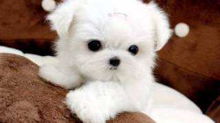 Tiny Teacup Maltese For Sale Ms Puppy Connection [upl. by Demp]