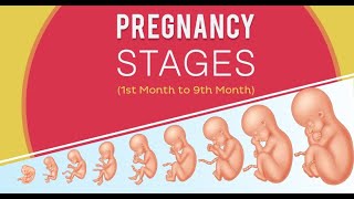 Having a Baby Stages of Pregnancy [upl. by Tesler]