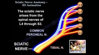 Sciatic Nerve Anatomy 3D  Everything You Need To Know  Dr Nabil [upl. by Othilie]