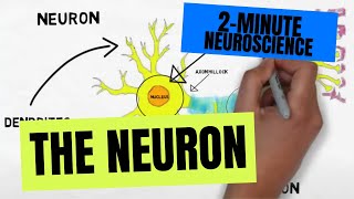 2Minute Neuroscience The Neuron [upl. by Siloa41]