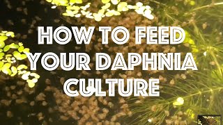 How To Feed Your Daphnia Culture [upl. by Aicilyt948]