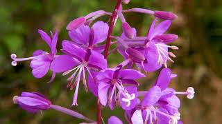 fireweed  Epilobium Chamaenerion angustifolium Identification and characteristics [upl. by Aundrea]