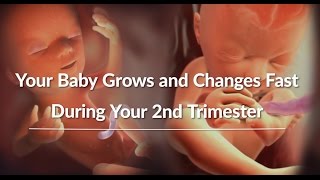 Your Growing Babys Changes Through the Second Trimester  WebMD [upl. by Colt]