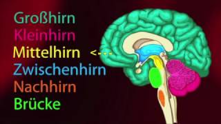 Das Gehirn Biologie 1 [upl. by Mccormick]