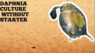 HOW TO CULTURE DAPHNIA NATURALLY WITHOUT A STARTER [upl. by Ettenauq]