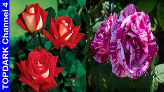 10 Tipos de Rosas increíblemente Bellas [upl. by Stouffer]