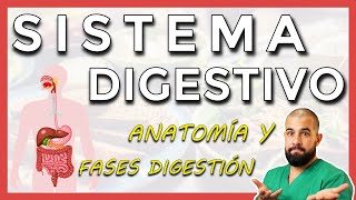 SISTEMA DIGESTIVO Resumen ✅ Estructuras y Funciones MEJOR EXPLICADO [upl. by Tronna]