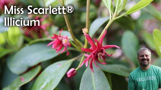 Miss Scarlett® Illicium [upl. by Normak]