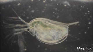 Daphnia magna under the Microscope [upl. by Corilla]