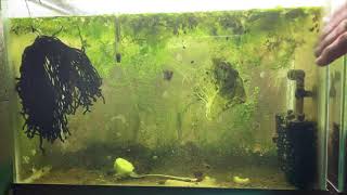 Scuds Daphnia Cherry Shrimp Copepods My aquatic food culture [upl. by Mario]