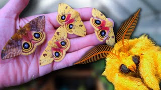 Cute Moth Breeding Io Moth Automeris io  How to Breed Io Moths MothCycles ft Bart Coppens [upl. by Hamlani129]