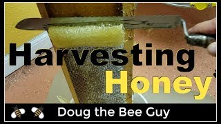 Harvesting Honey  How to harvest honey from a beehive [upl. by Atinot306]