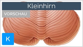 Kleinhirn Aufbau und Funktion  Kenhub [upl. by Marya581]