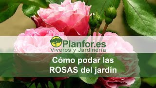 Como podar las rosas correctamente [upl. by Lavinie]