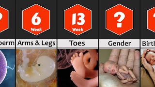 Pregnancy Week by Week Baby Development from 0 to 9 Months [upl. by Larkins]