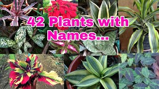 PLANTS AND NAMES [upl. by Nwahsd565]