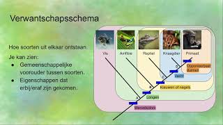 VerwantschapsschemaStamboom voor evolutie hoe lees je dat [upl. by Jensen579]