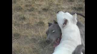 American Pit Bull Terrier vs Dogo Argentino PUPPY EDITION [upl. by Halda]