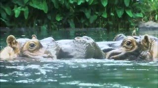 Zambezi River Hippo Camp Is Open [upl. by Naitsabes]