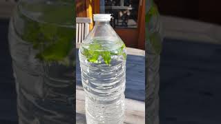 Comment faire leau rafraichissante à la Menthe  How to make Refreshing Mint Water [upl. by Olpe]