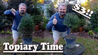 How to Make a Topiary  Lowes Clearance Plant [upl. by Mcroberts]