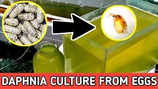 HOW TO HATCH DAPHNIA EGGS  HOW TO CULTURE DAPHNIA [upl. by Aharon393]