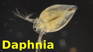 Daphnia [upl. by Leffert]