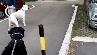 Dogo argentino vs Rottweiler dangerous meeting [upl. by Ehrenberg]