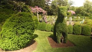 Best Plants for Topiary [upl. by Alaham582]