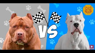 Dogo Argentino vs Pitbull Terrier Quien gana [upl. by Ajam]