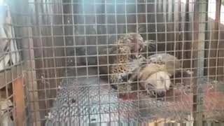 🐆Leopard vs Dogo Argentino  😨 Real Fight  No Clickbait [upl. by Eimmis]