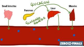 Blood Glucose Regulation and Diabetes [upl. by Sirtimed]