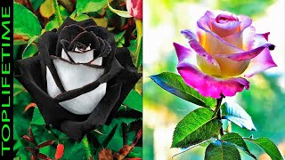 10 Rosas Más Bonitas del Mundo [upl. by Mayram501]