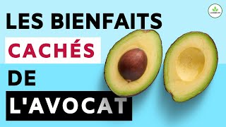 AVOCAT  SES BIENFAITS CACHÉS POUR LA SANTÉ RECETTES BONUS [upl. by Atnuahc]