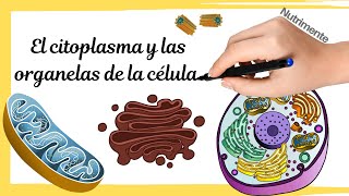 LA CÃ‰LULA EUCARIOTA  Citoplasma y organelas [upl. by Iddet285]