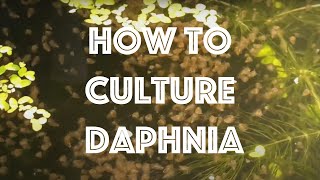 How To Culture Daphnia Magna [upl. by Cindi994]