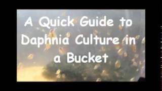 How to culture daphnia outside [upl. by Meelak]