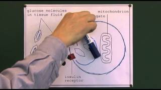 Diabetes 3  Glucose Anatomy and Physiology [upl. by Amerigo]