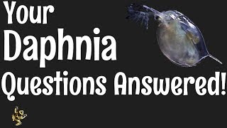 Daphnia Questions Answered [upl. by Ramoj]