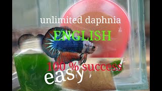 daphnia moina culture Easy way Unlimited production English  with sub Green water Chlorella [upl. by Anneirb708]