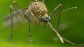 Mosquito Life Cycle  UHD 4K [upl. by Hugo]