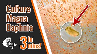 How to culture DAPHNIA MAGNA  The easy way [upl. by Sello]